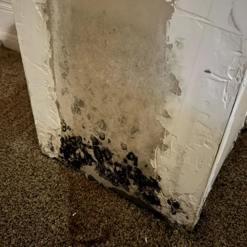 Professional Mold Removal in Abington, MA